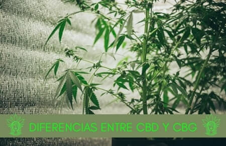 diferencias cbg y cbd