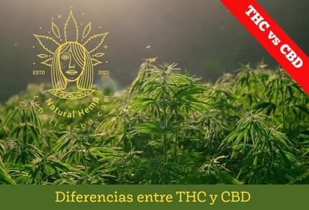 THC y CBD diferencias